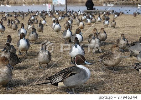 安曇野の観光名所可愛いカモの姿 安曇野の観光名所可愛いカモの姿 37946244