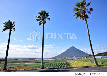 開聞岳山麓風景　開聞岳924ｍ　薩摩富士　日本百名山 37946465