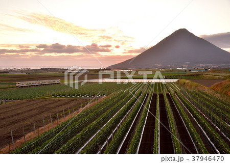 開聞岳山麓風景 指宿枕崎線キハ40 開聞岳夕景 開聞岳山麓風景 指宿枕崎線キハ40 開聞岳夕景 37946470