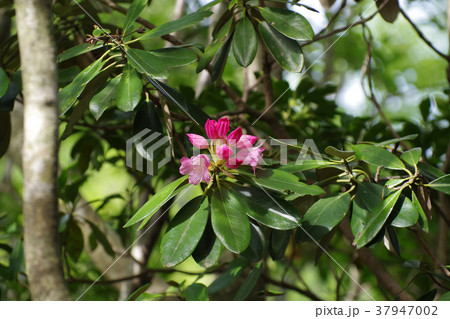 隠岐大満寺山系の植物 37947002