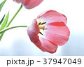 春の花 37947049