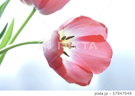 春の花 春の花 37947049