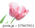 花びら 37947051