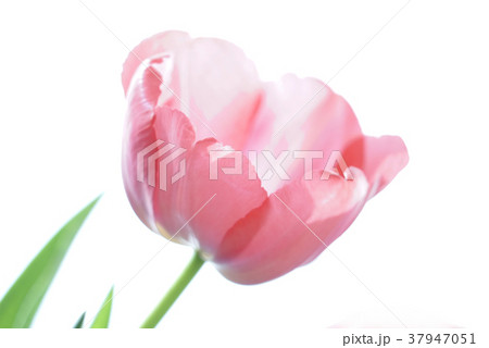 花びら 花びら 37947051