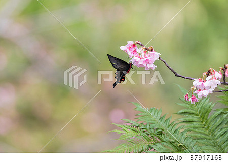 サクラと蝶 37947163