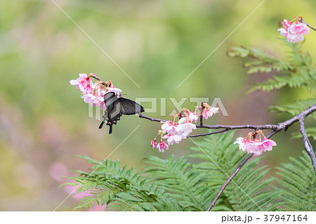 サクラと蝶 37947164