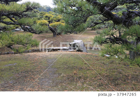 冬の栗林公園、南庭の「見返り獅子」 冬の栗林公園、南庭の「見返り獅子」 37947265