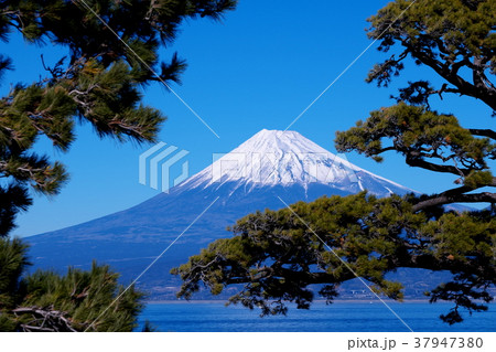 富士と松 富士と松 37947380