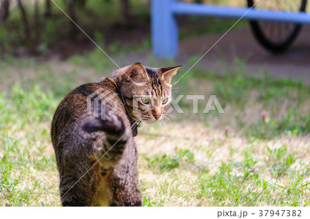 振り返るキジトラ猫 振り返るキジトラ猫 37947382