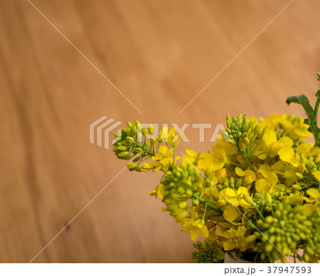 菜の花 菜の花 37947593
