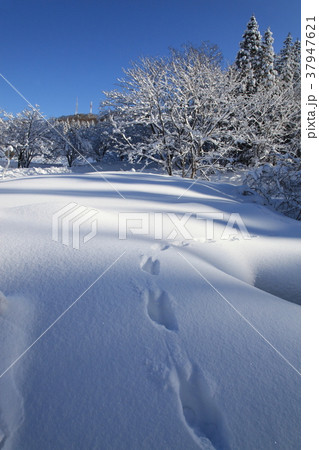 雪面の足跡 雪面の足跡 37947621