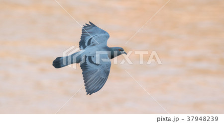 flying pigeon bird 37948239