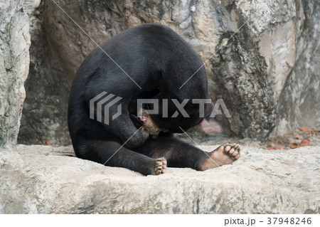 malayan sunbear 37948246
