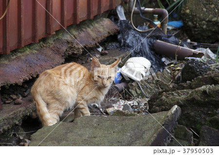 野良猫の写真 野良猫の写真 37950503