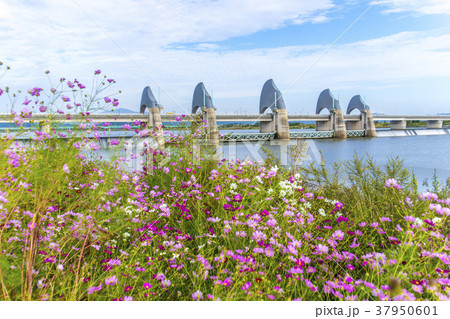 韓国 花 栄山江 37950601