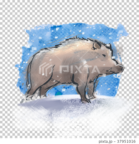 boar  37951016