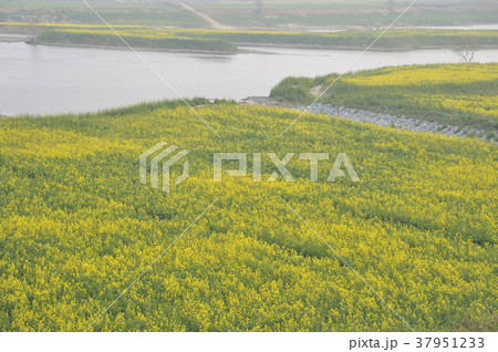 菜種畑 春の花 栄山江 37951233