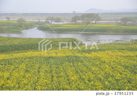 菜種畑 川 河 37951235