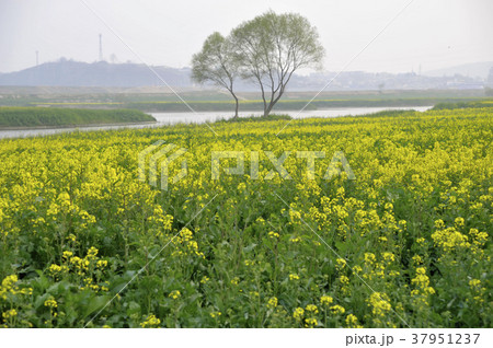 菜種畑 川 河 37951237