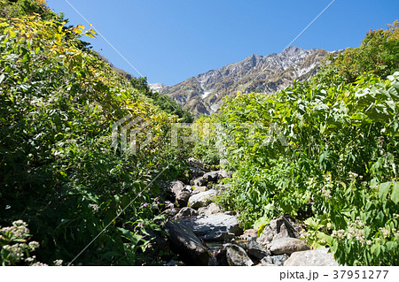 白馬岳 白馬岳 37951277