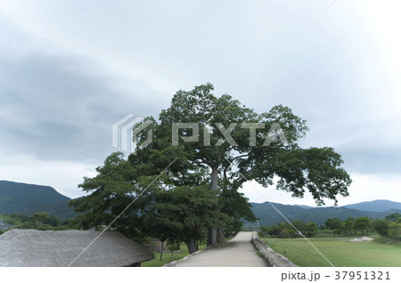 村 民俗村 楽安邑城 37951321