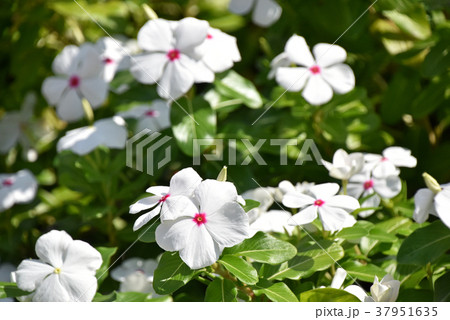 ニチニチソウ（日々草） 37951635