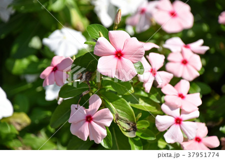 ニチニチソウ（日々草） 37951774