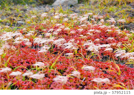 大雪山のチングルマの紅葉 大雪山のチングルマの紅葉 37952115