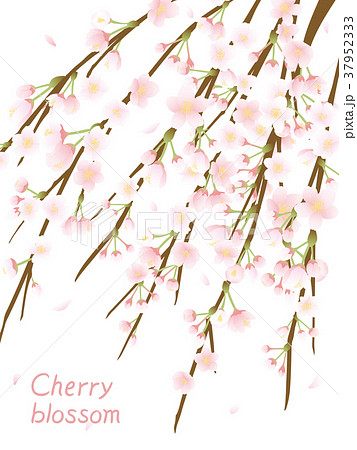 枝垂れ桜 37952333