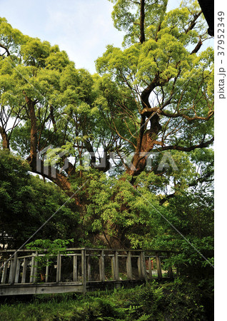 大楠 大楠 37952349