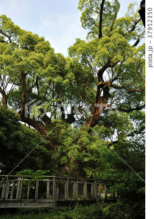 大楠 大楠 37952350