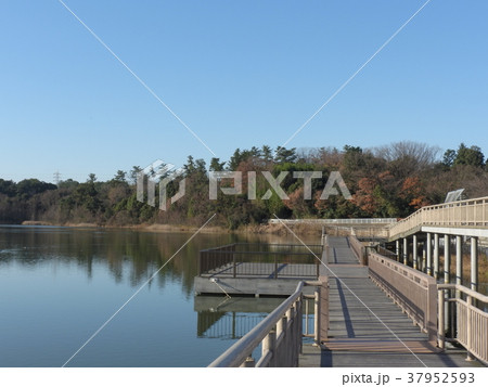 牧野ヶ池緑地 ( 2017年1月 愛知県 ) 37952593