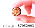 弁理士バッジ 37952993