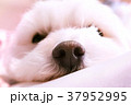 犬の鼻 37952995