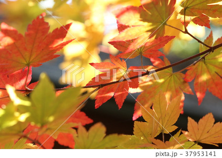 紅葉 4 紅葉 4 37953141
