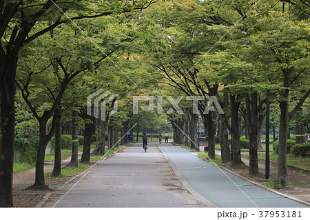 毛馬桜之宮公園にて 37953181