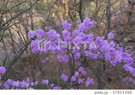 ソウル 道峰山 植物 37953399