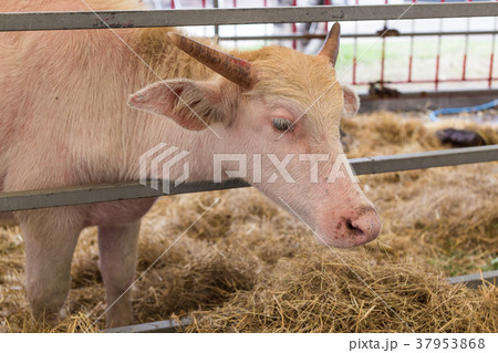The pink buffalo 37953868