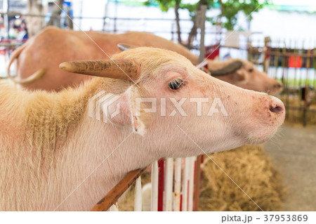 The pink buffalo 37953869
