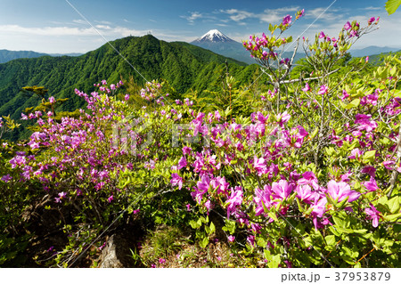 ミツバツツジ咲く本社ヶ丸山頂から見る三ツ峠と富士山 37953879