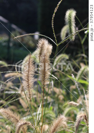 エノコログサ（アワの原種） 37954123
