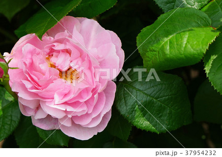 クリアピンクが美しいバラ 37954232