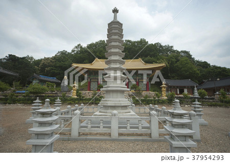 自然 木 全北 37954293