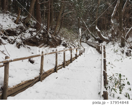 金剛山 千早本道 金剛山 千早本道 37954848