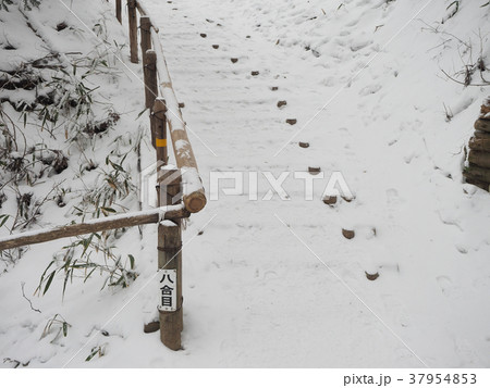 金剛山 千早本道 金剛山 千早本道 37954853