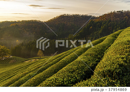 田畑 緑茶畑 山 37954869