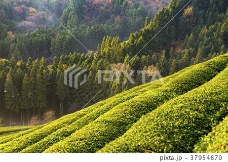田畑 緑茶畑 宝城郡 37954870