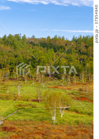 志賀高原　田ノ原湿原 37954940