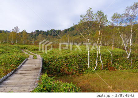 志賀高原 田ノ原湿原 志賀高原 田ノ原湿原 37954942