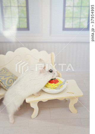 食事をするハムスター 37954995